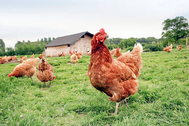 Top 3 Chicken Suppliers in Portugal in Year 2025: Urgent Market Update & Strategic Guide