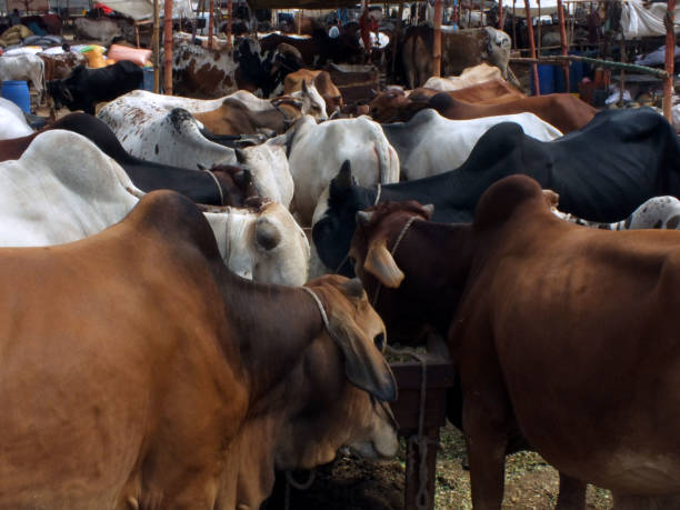 Your Expert Guide to Procuring Top-Tier Cattle: Top 6 Cattle Suppliers in United States in Quarter 3 of 2025