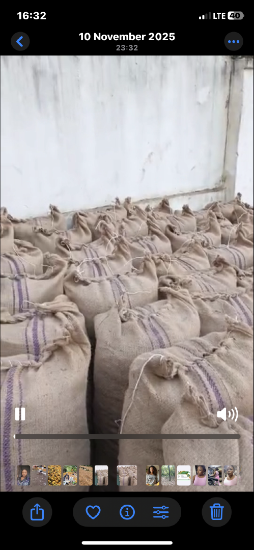 Dried Cocoa Beans