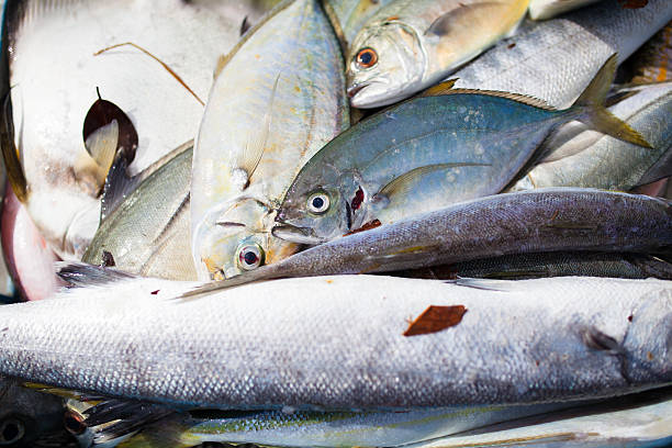 Top 8 Fish Suppliers in Portugal in Year 2025