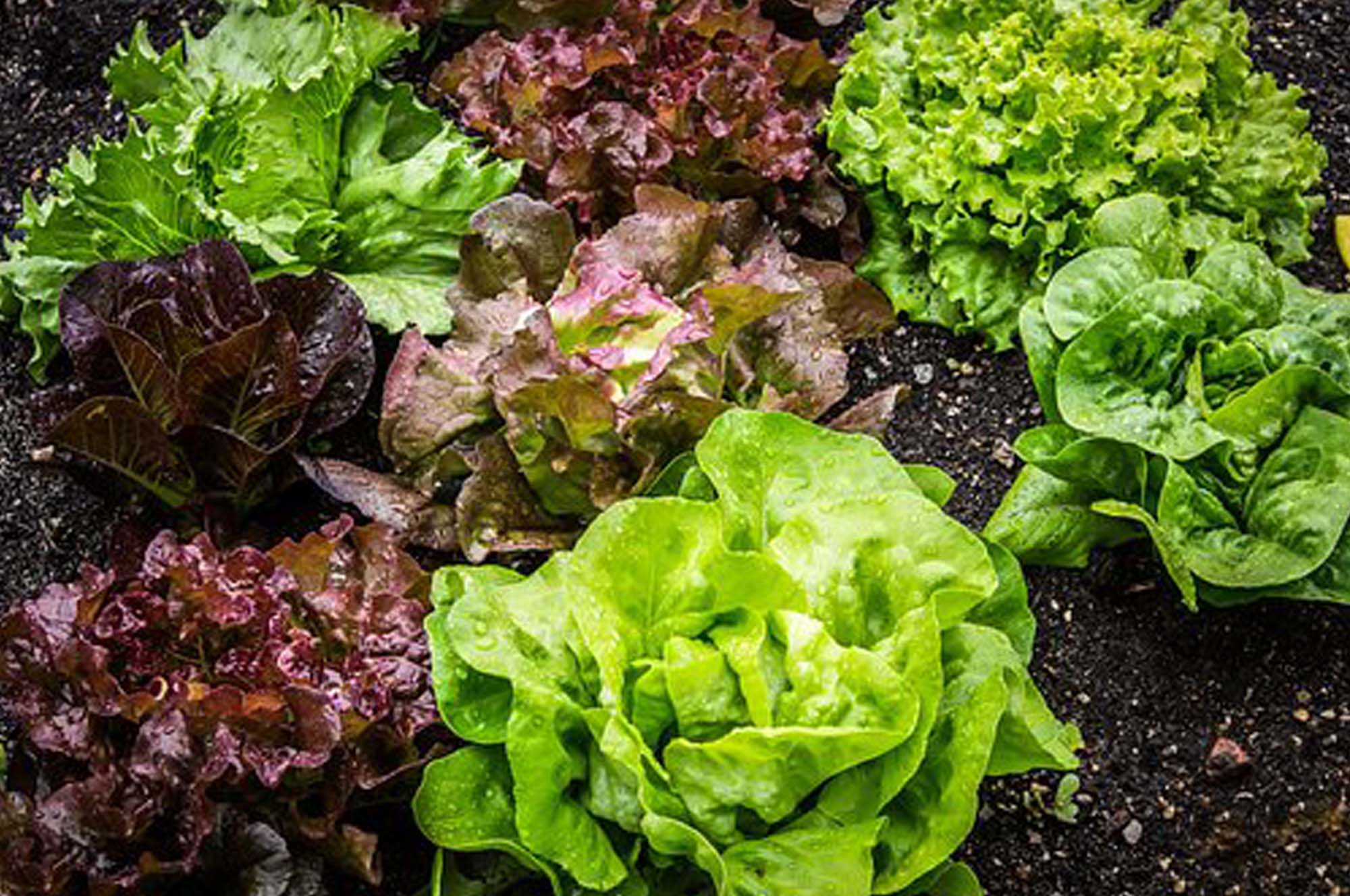 The Green Revolution: Lettuce’s Journey from Ancient Egypt to Modern Hydroponics