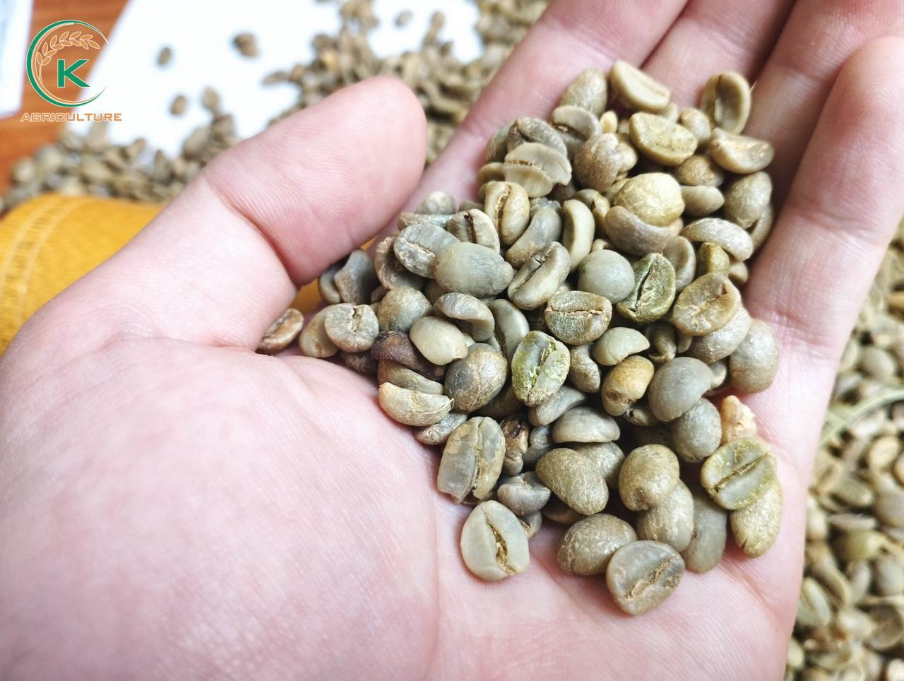 robusta coffee S18 ,grade AA ,premium quality