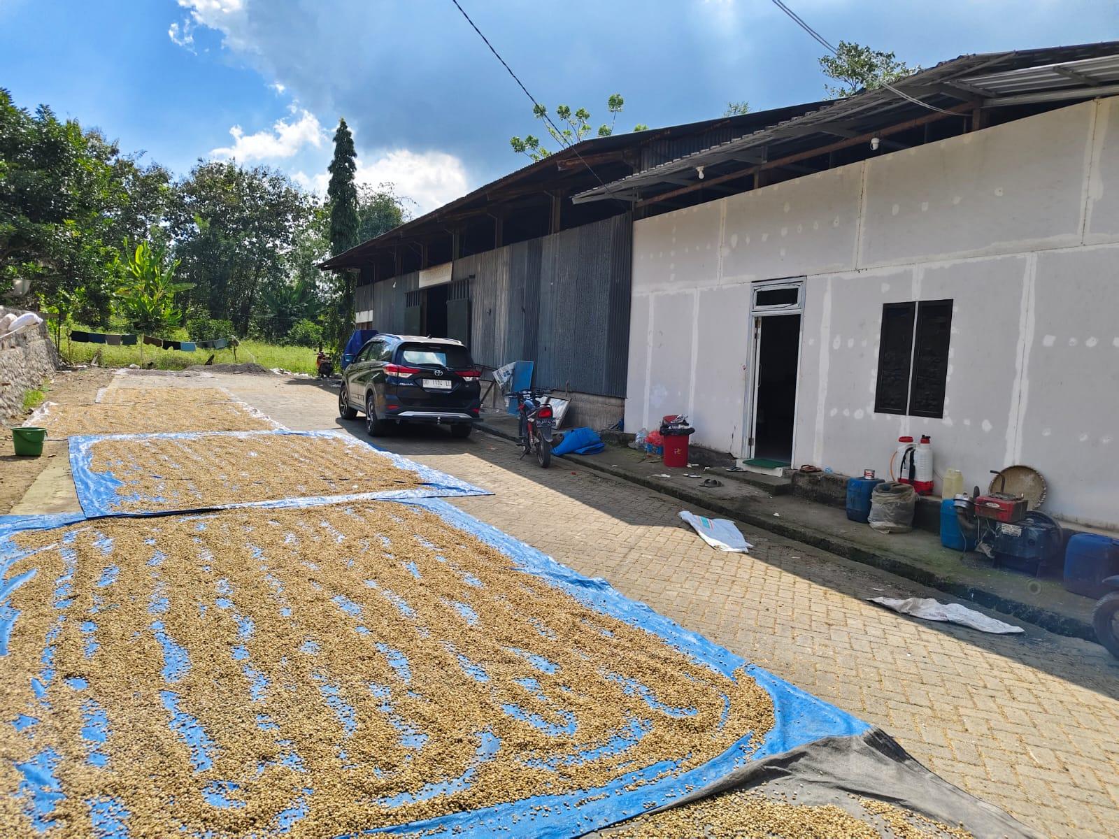 Indonesia Green Coffee Beans - Premium Robusta - Malino, Sulawesi Selatan (Traditional Pruning Selected for Cherry)