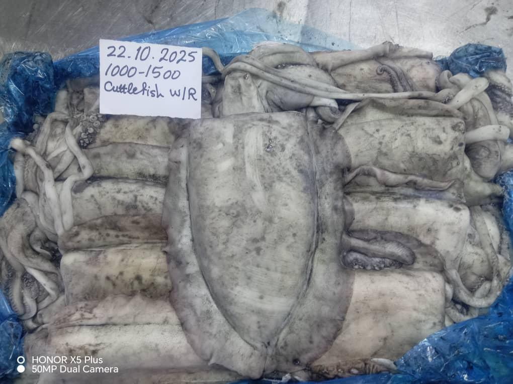 Frozen Cuttlefish Image 1