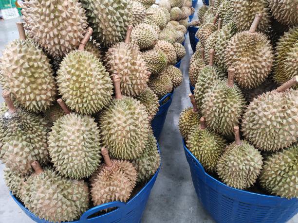 A Comprehensive Guide to Sourcing High-Quality Fresh Durian: Top 8 Fresh Durian Suppliers in Indonesia in August 2025