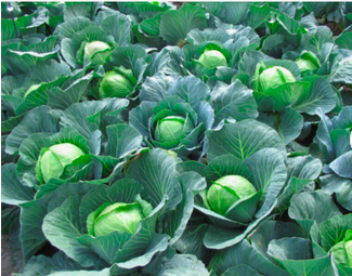 Fresh cabbage for sale. Top Quality imported grade Other fresh vegetables Fresh cabbage. Cheap and free shipping worldwide