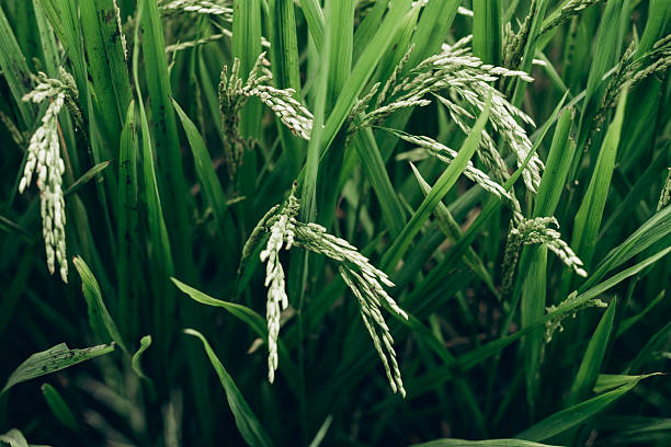 A Comprehensive Guide to Sourcing High-Quality Rice: Top 6 Rice Suppliers in Vietnam in Week 12 of 2025