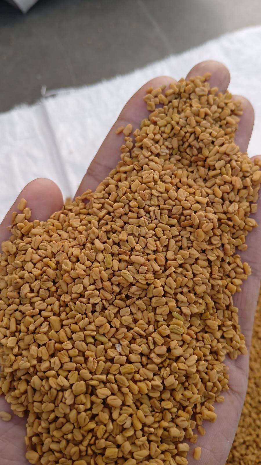 Fenugreek Seeds 2