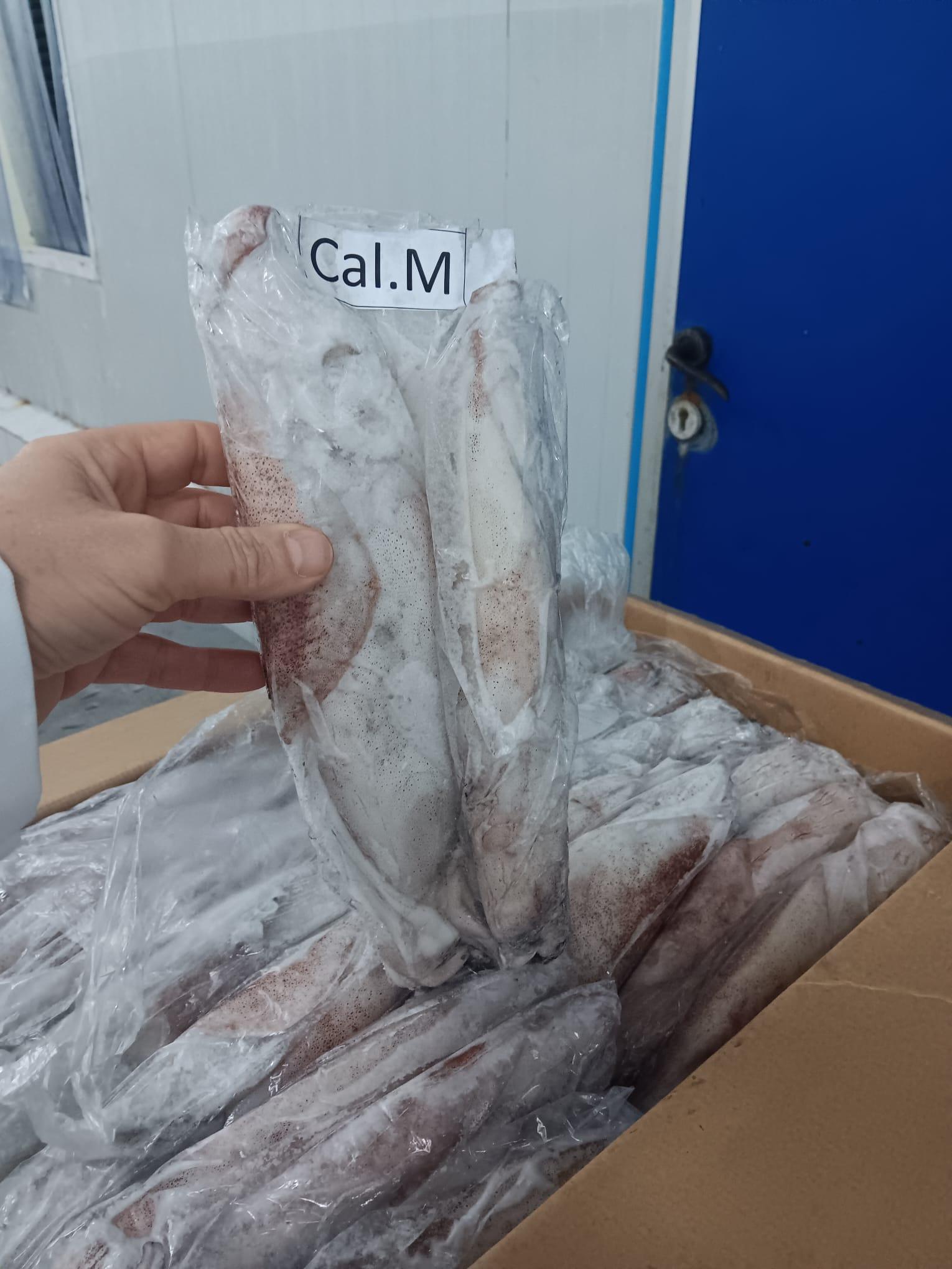 HIGHLY VALUED SEA FROZEN WHOLE SQUID(LOLIGO VULGARIS) CLEANED SQUID SLIGHTLY SWEET FLAVOR 20KG CARTONS ON SALE – product thumbnail, market insight supplier card