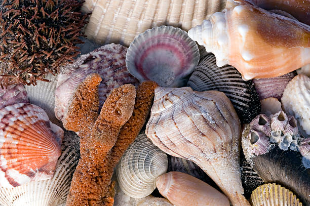 Top 9 Seashells Suppliers in Indonesia in August 2025