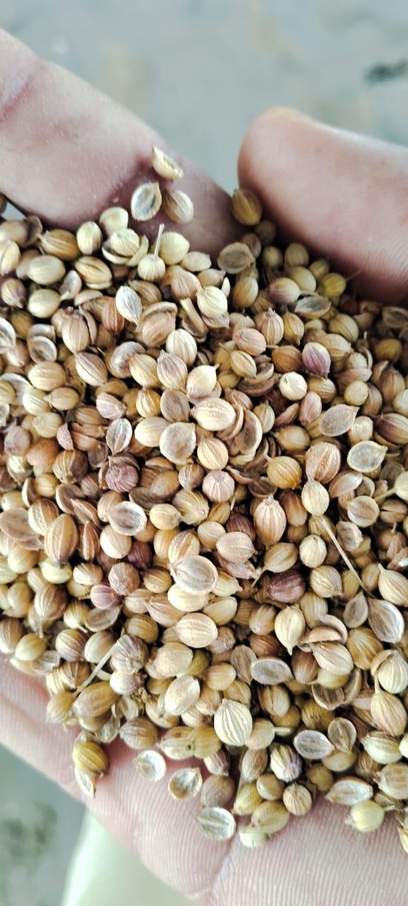 Coriander Medium Grade