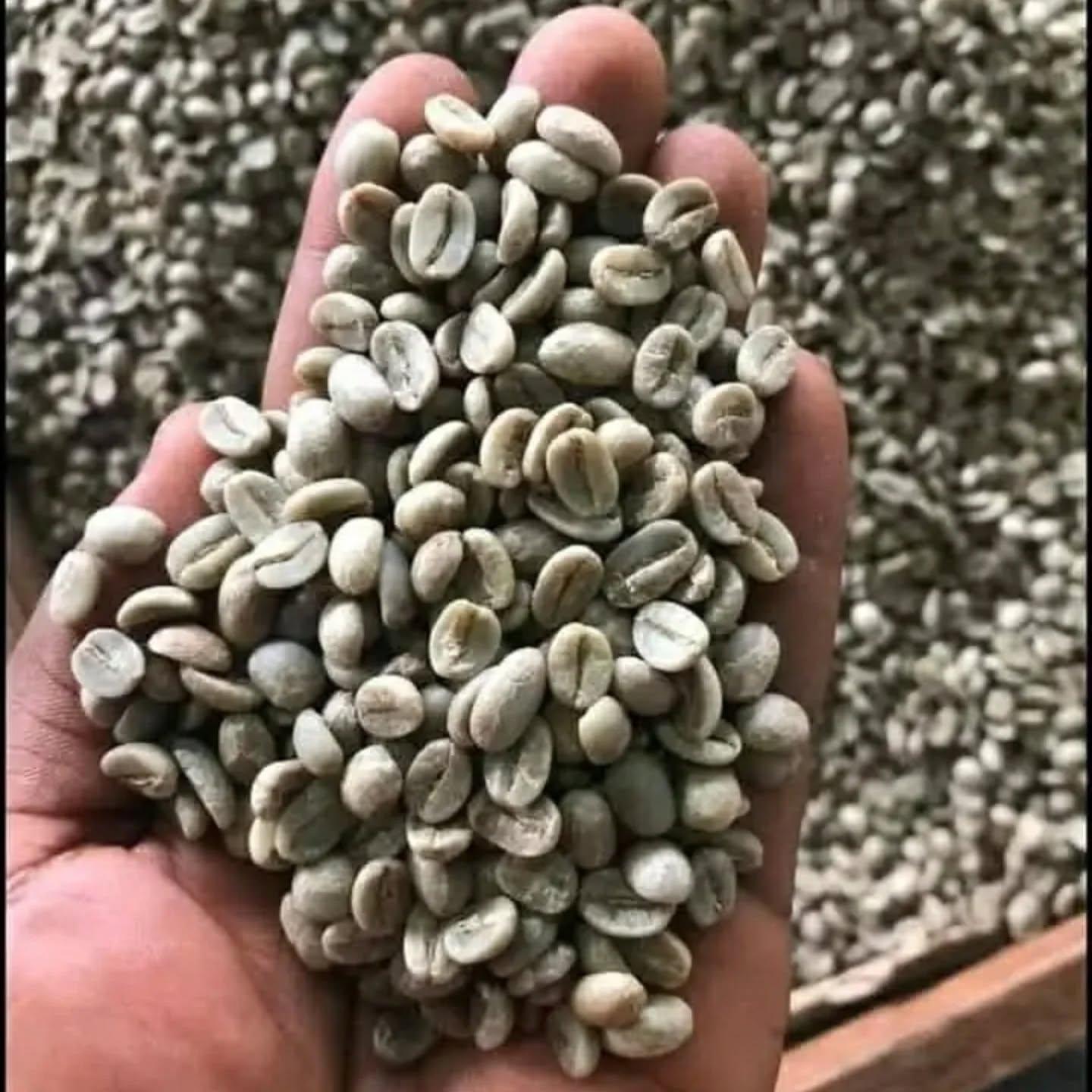 High Quality Robusta coffee Beans Ideal for Roasting and brewing
