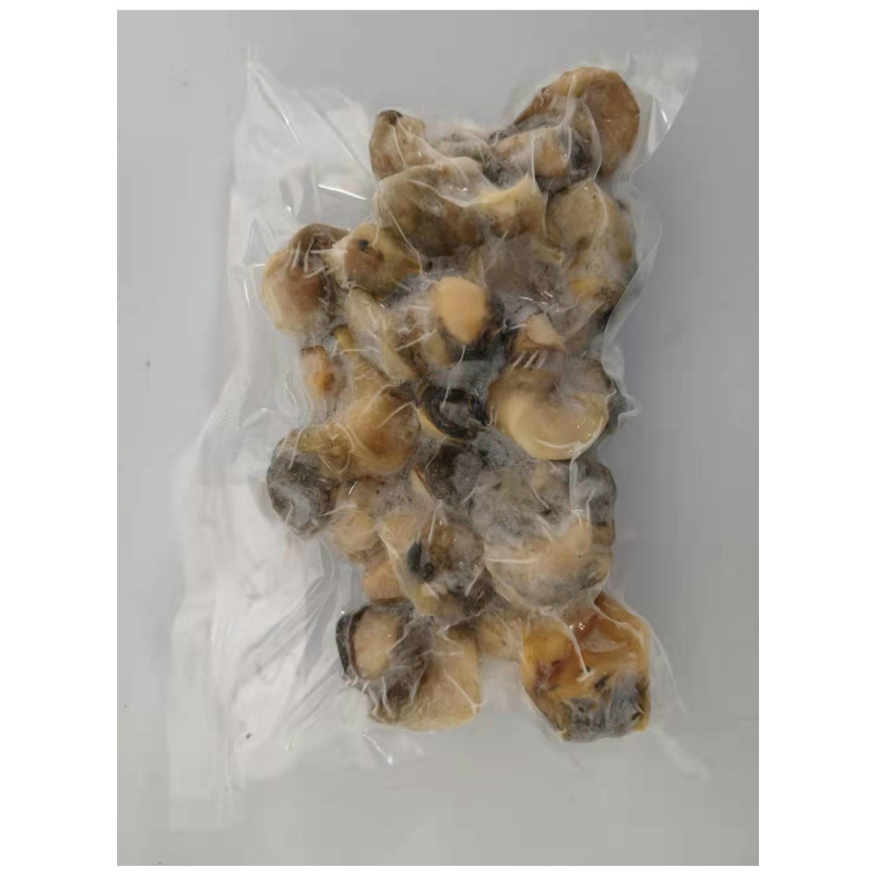 Fresh Conch seafood / abalone