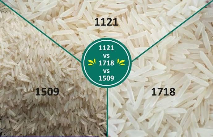 Rice 1121