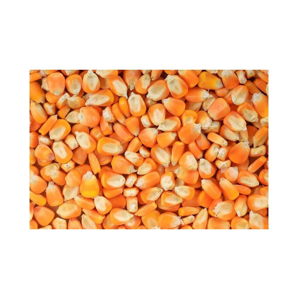 Bulk yellow maize ready for shipment to importers and distributors