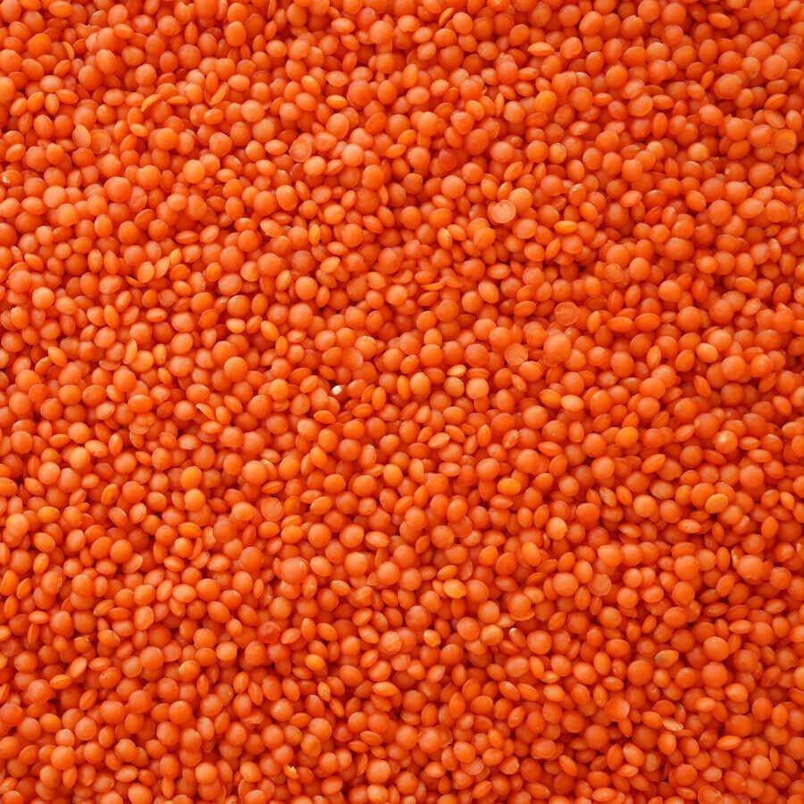 Wholesale Red Lentils for Sale High Quality Bulk Red Lentils at Best Price Buy Now for Great Value