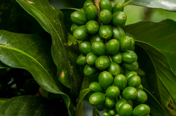 Top 6 Green Coffee Suppliers in Thailand in Quarter 3 of 2025: Navigating a Rapidly Evolving Market