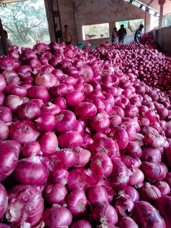 Onion Dry Matter Min 14% Foreign Matter Nil Shape Round To Oval Moisture Content Max 85% Botanical Name Allium Cepa Total Soluble Solids 10 – 14