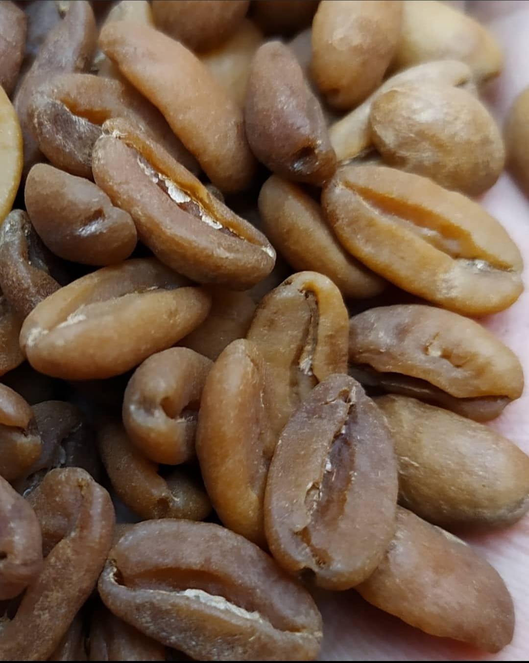 Arabica Gayo Wine Coffee
