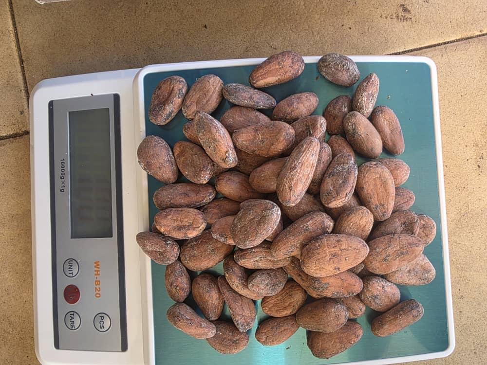 cocoa beans