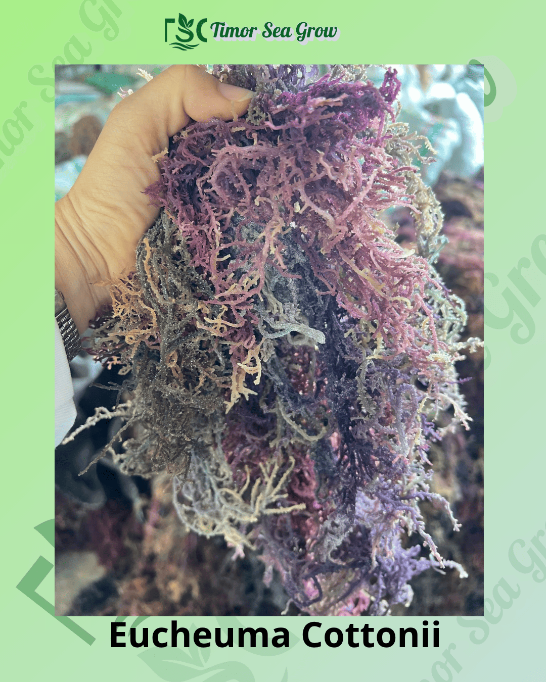 Premium Eucheuma Cottonii Seaweed