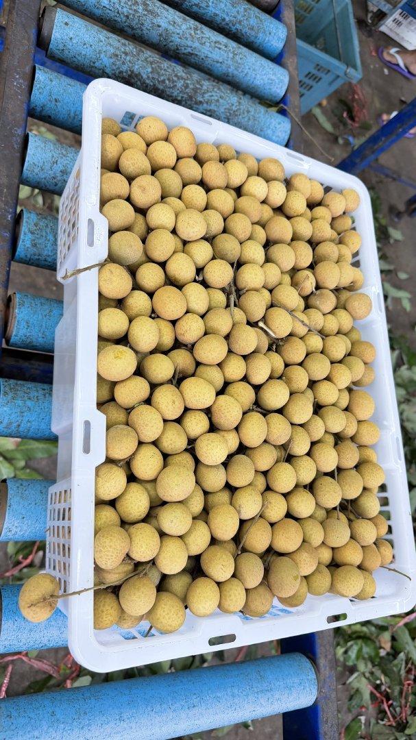 Fresh Longan Thailand Origin Thailand