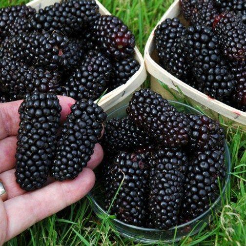 Frozen Fruits Berries Ph 3.2–3.6 Tss Degree Brix 9–12 Texture Firm, Not Mushy Moisture Content ~85–90% Taste Sweet-tart,