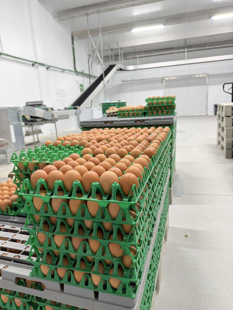 Free range chicken eggs 