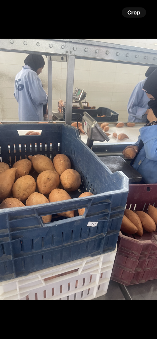 Sweet potato Place of Origin Egypt Packaging 1 kg,2kg, 5kg, 25 kg , jumbo bags