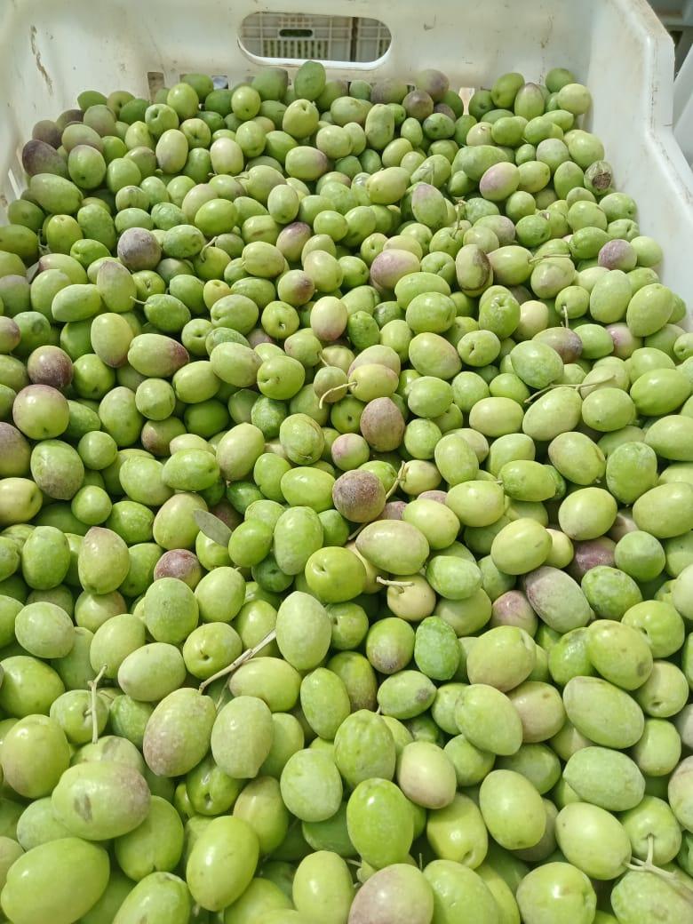 Olives