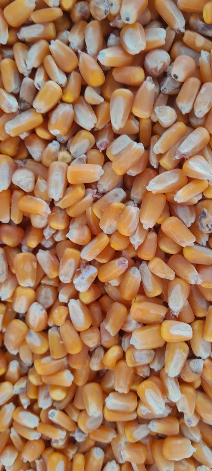 Yellow corn
