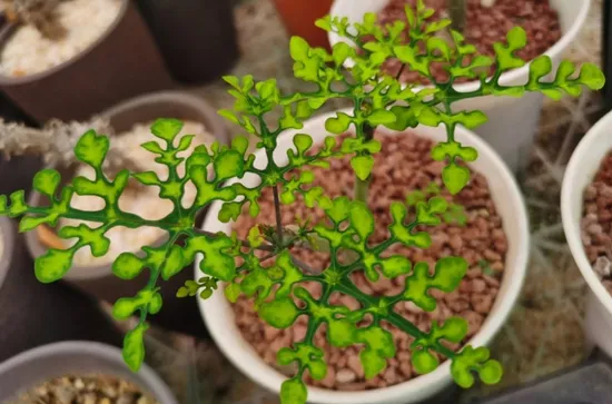 Wholesale Natural Plants Adenia Perrier Green Size Other Scent Other Origin China Trademark FSB Specification Other Transport Package