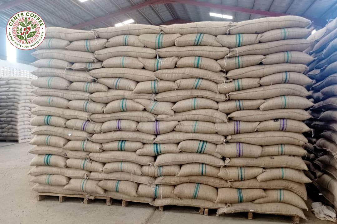 Robusta Coffee Beans screen 18,15 & 12 Type ROBUSTA Decaffeinated No Bean Type Robusta Packaging JUTE BAGS Max. Moisture (%) 13%