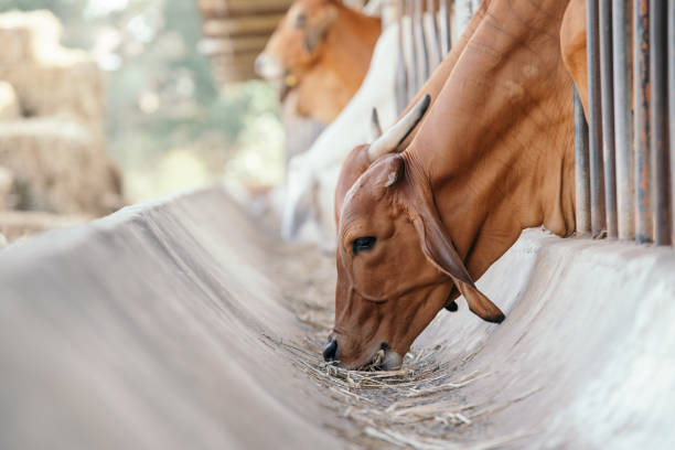 Urgent 2025 Update: Top 9 Cattle Suppliers in Vietnam Amid a Rapidly Shifting Market