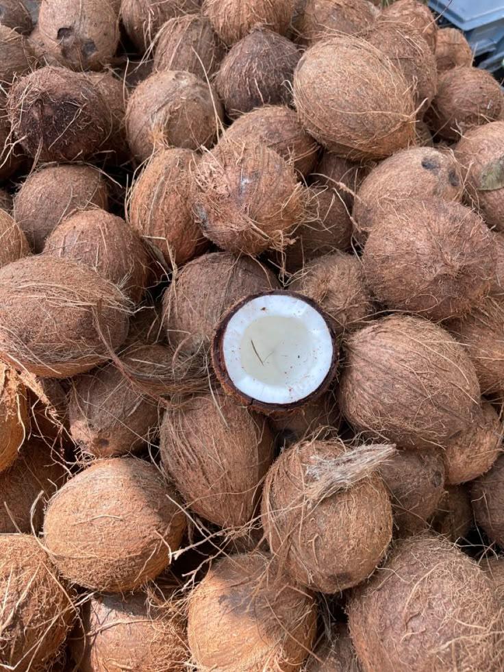 Coconuts ,copra , mature , fresh young coconut , coconut meat