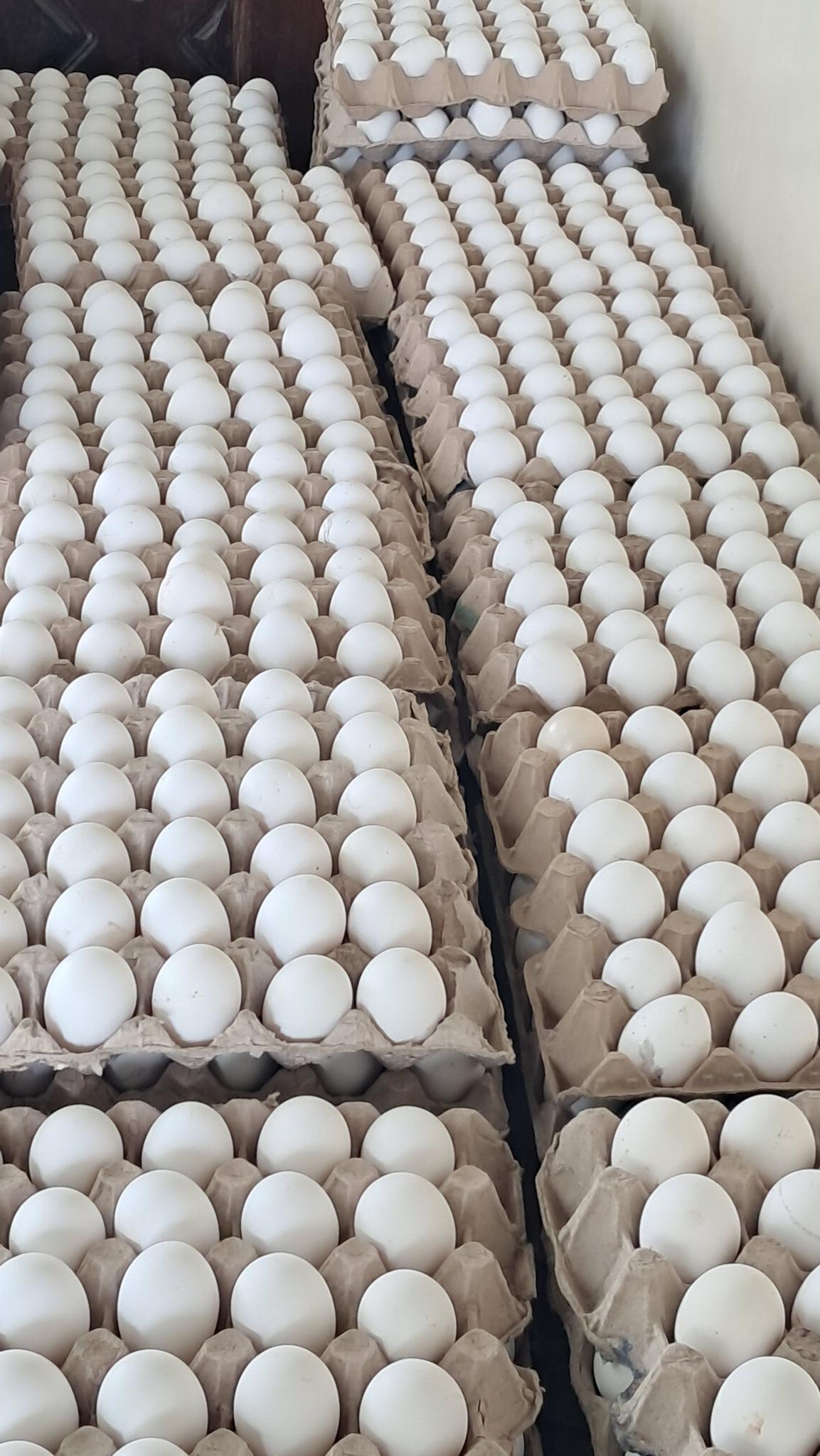 Fresh White Shell Eggs