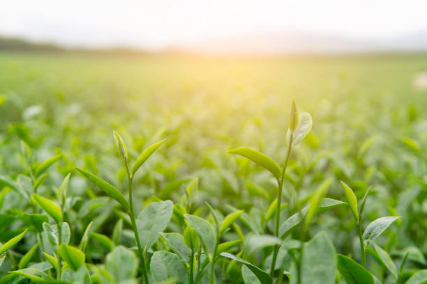 A Comprehensive Guide to Sourcing High-Quality Green Tea: Top 10 Green Tea Suppliers in France in Quarter 3 of 2025