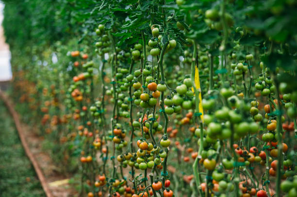 Top 8 Tomato Suppliers in Brazil in Year 2025