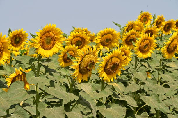 Top 3 Sunflower Suppliers in Thailand in July 2025: Market Trends, Export Stats & Supplier Recommendations