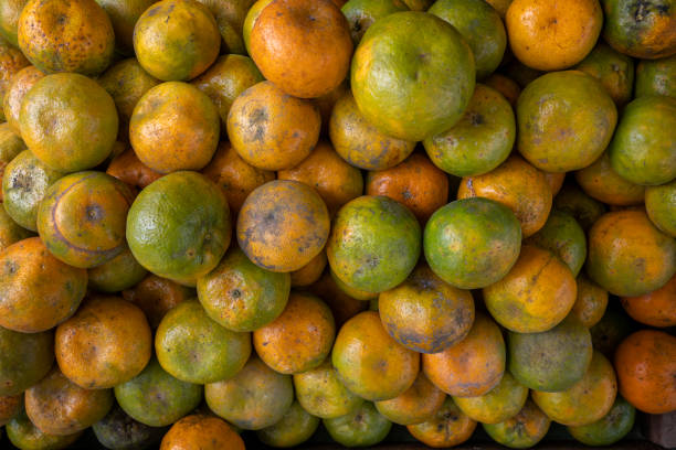 A Comprehensive Guide to Sourcing High-Quality Orange: Top 5 Orange Suppliers in Thailand in Year 2025