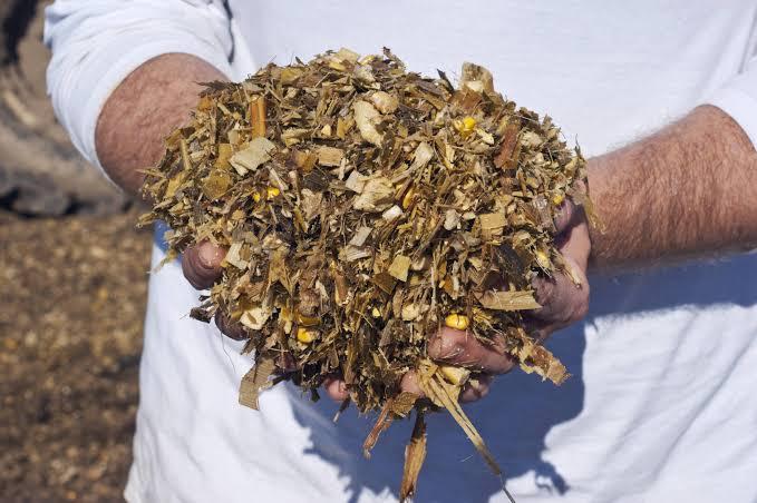 Corn Silage – product photo, product description