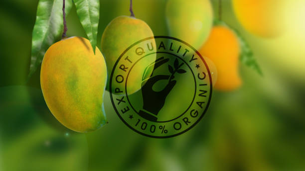Your Expert Guide to Procuring Top-Tier Mango: Top 8 Mango Suppliers in Thailand in Week 22 of 2025