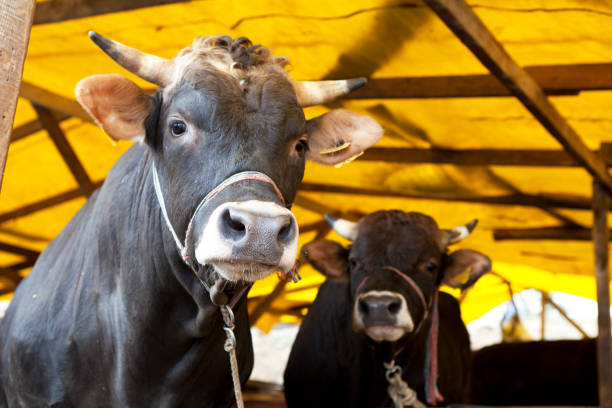 Top 10 Cattle Suppliers in France in Quarter 3 of 2025