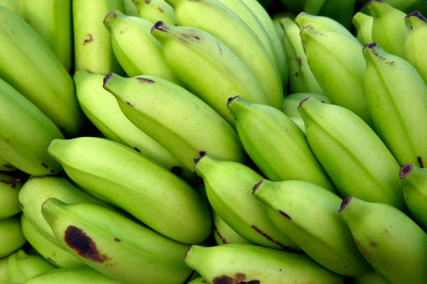 Top 10 Banana Suppliers in South Africa in June 2025