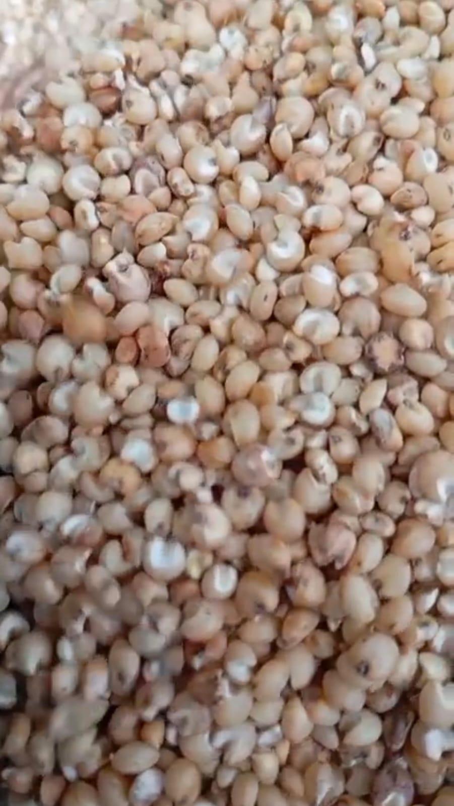 Processing and grading sorghum seeds