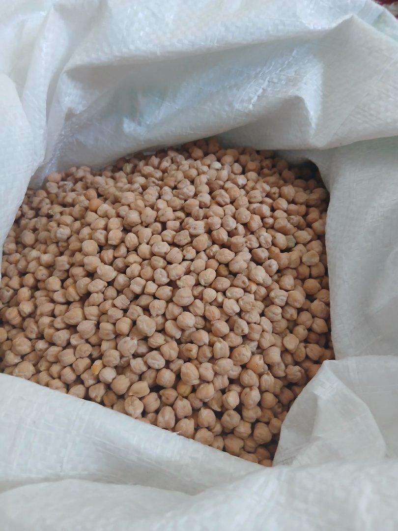 Kabuli Chickpea