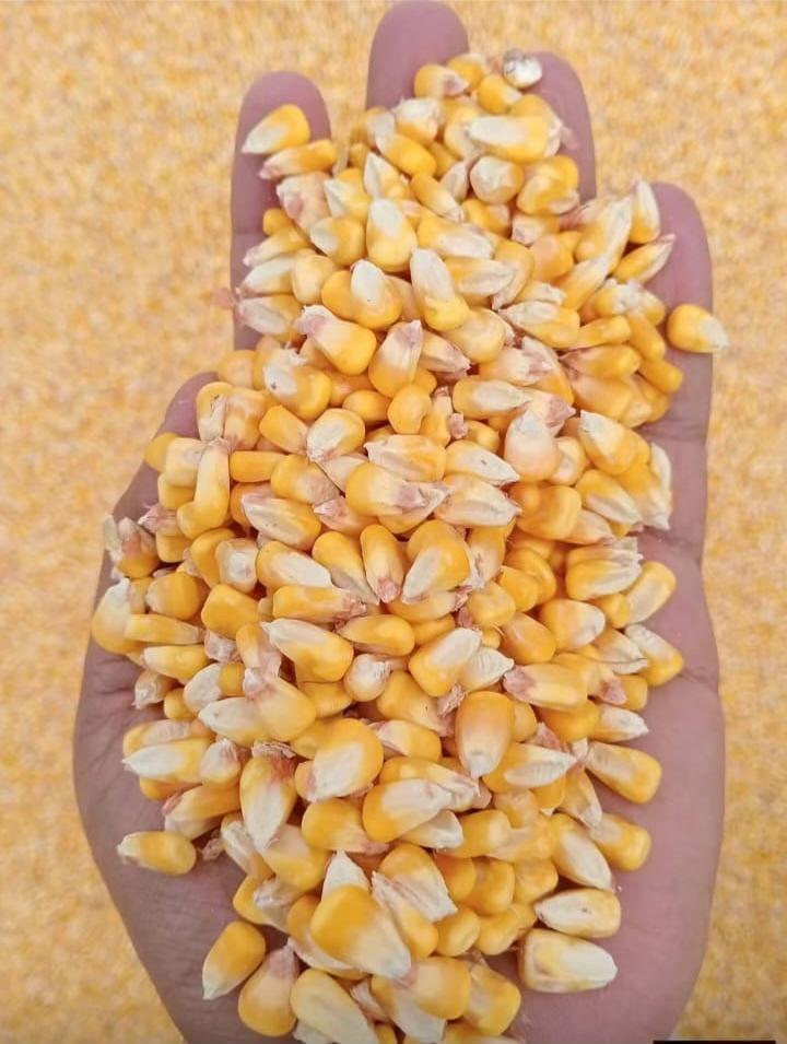 Maize, Yellow Maize, Feed Grade Corn, NON GMO yellow maize / corn