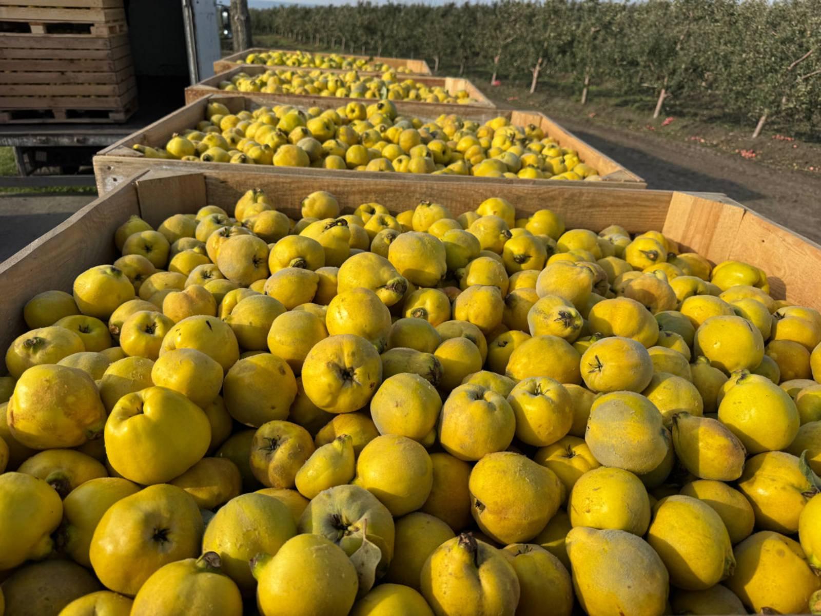 Quince Pear-Shaped