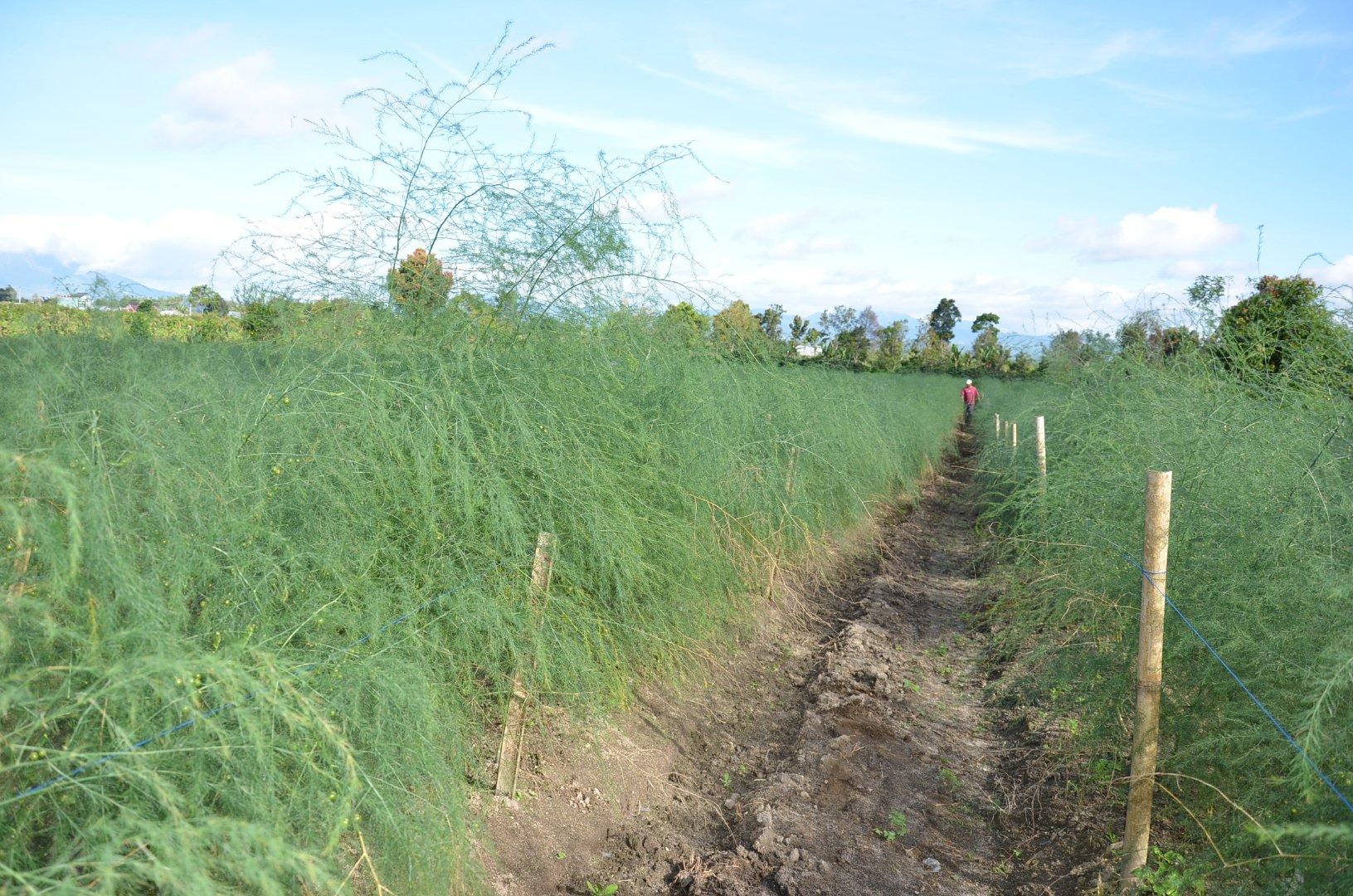 Fresh green Asparagus competitive price supplier From tanah Karo North Sumatra