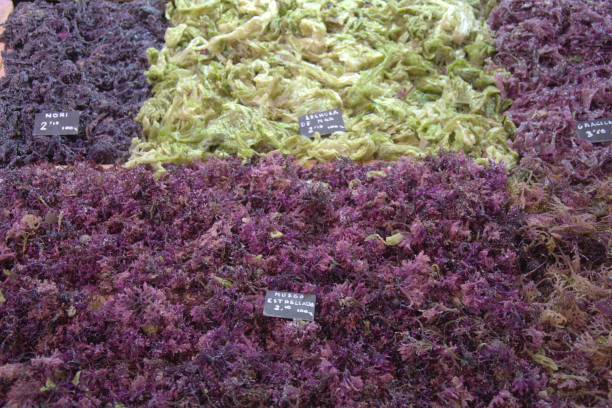 Top 6 Seaweeds Suppliers in China in Year 2025: Data-Driven Insights for Global Buyers